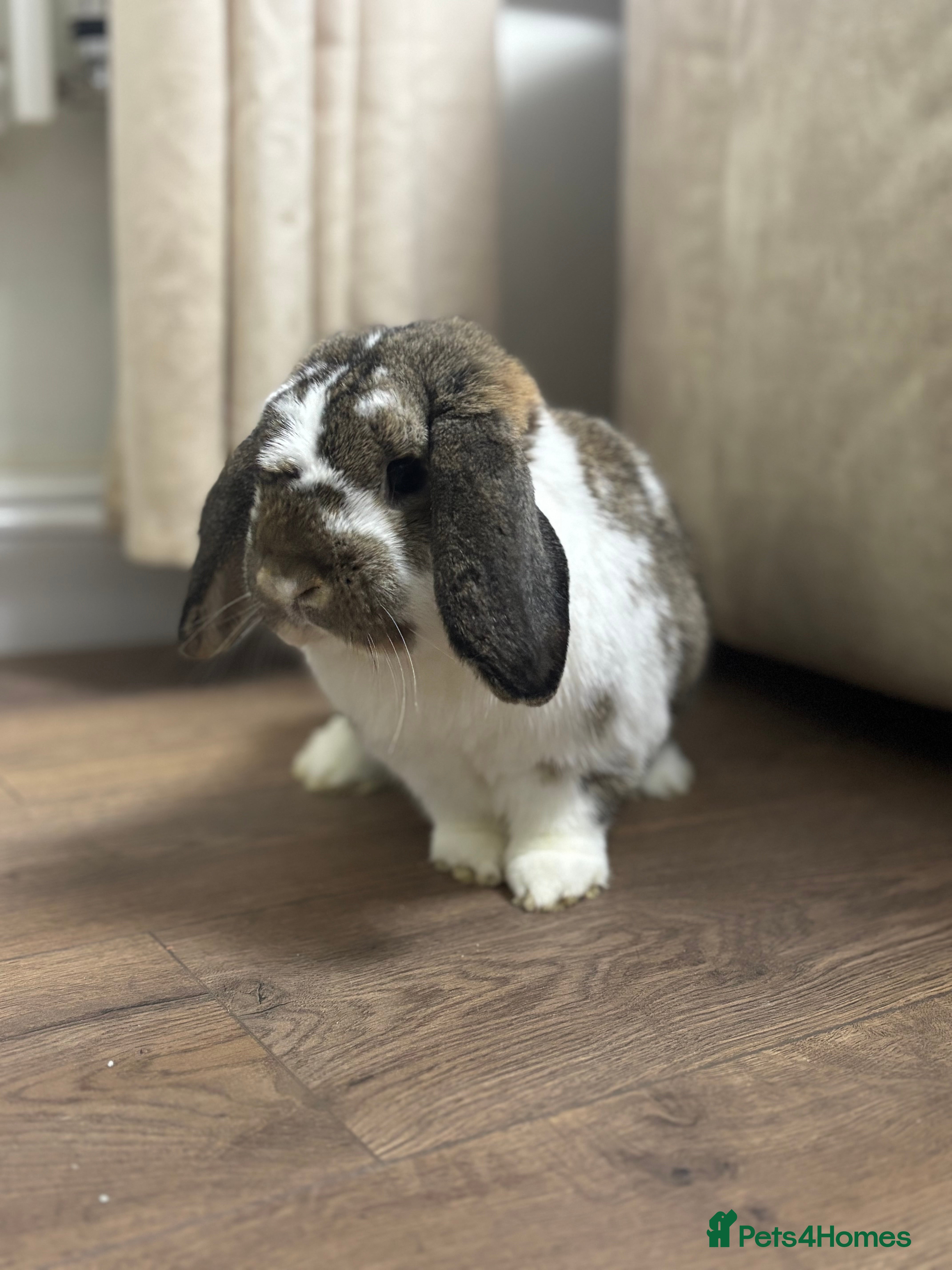 French Lop rabbits Beautiful lop buck - Advert 1