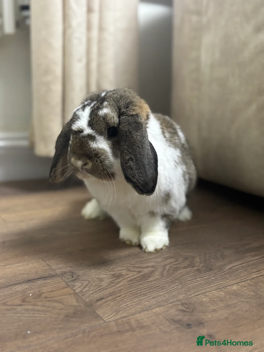 French Lop rabbits for sale: Beautiful lop buck - Advert 1