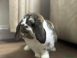 French Lop rabbits Beautiful lop buck - Advert 1