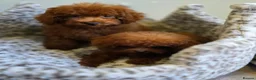 Toy Poodle dogs for sale: Asian toy poodle  - Advert 30