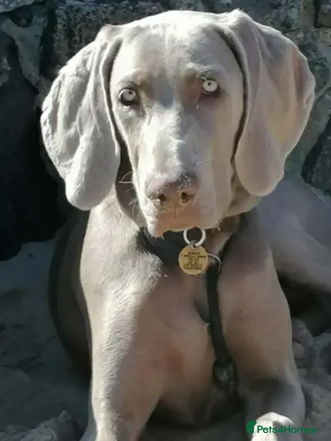 Weimaraner dogs for sale: ✨KC Registered Weimaraner Puppies✨ - Advert 2