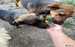 Mixed Breed dogs for adoption: LOTTIE - a Lovely girl for a Loving Home - Image 9