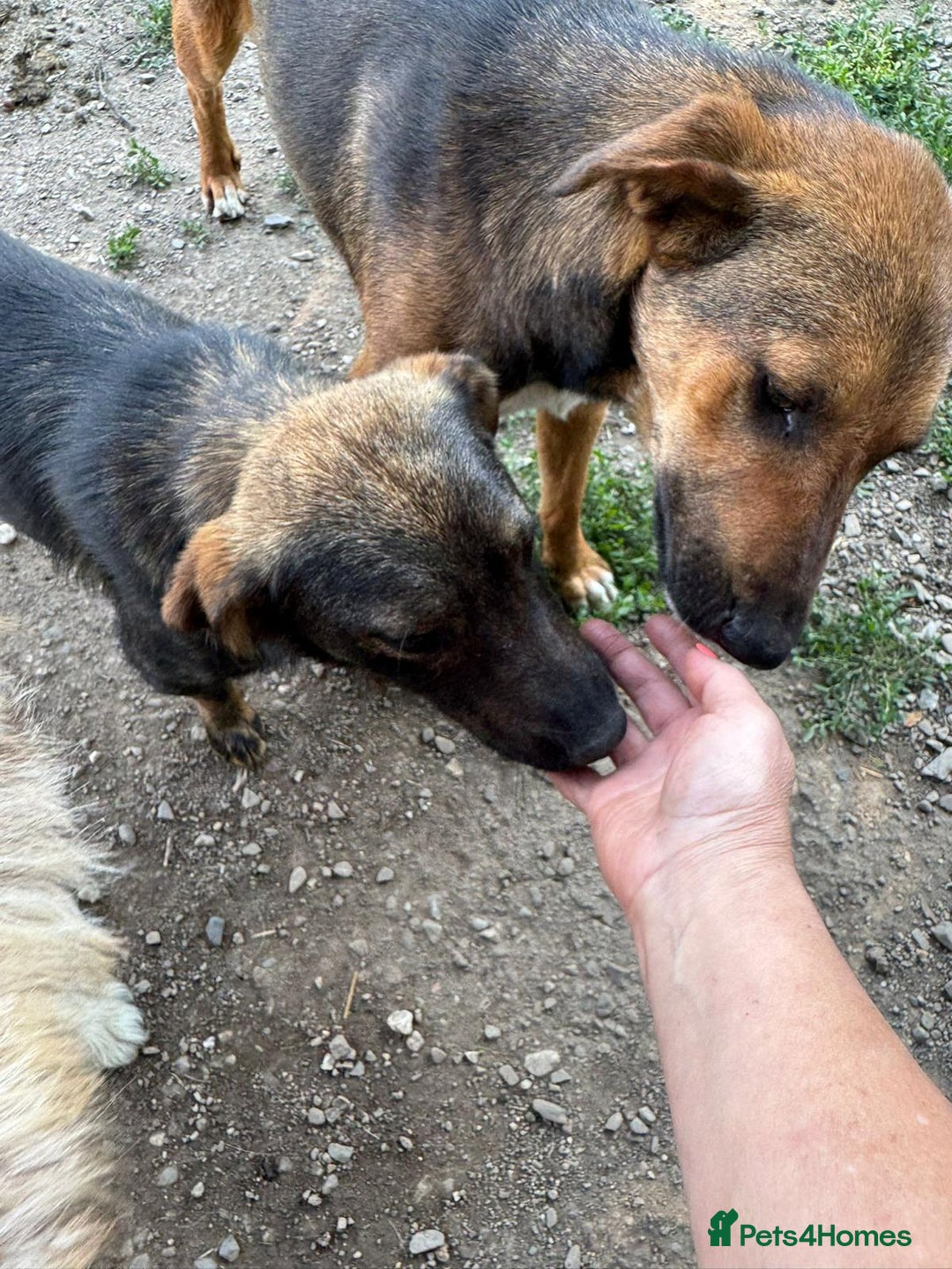 Mixed Breed dogs for adoption: LOTTIE - a Lovely girl for a Loving Home - Image 9