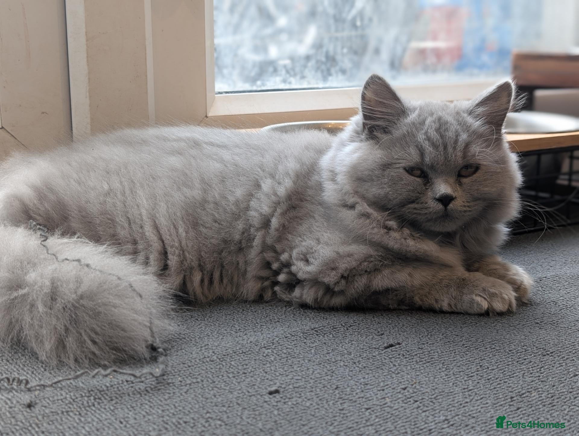 British Longhair cats Reduced! British longhair Female kitten - Advert 4