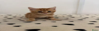 Kitten 5 - GIRL