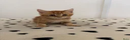 Mixed Breed cats for sale: Gorgeous Ginger & Fluffy Tabby Kittens - Advert 27