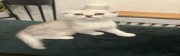 Scottish Fold cats for sale: Snow spot Scottish fold kittens - Advert 11
