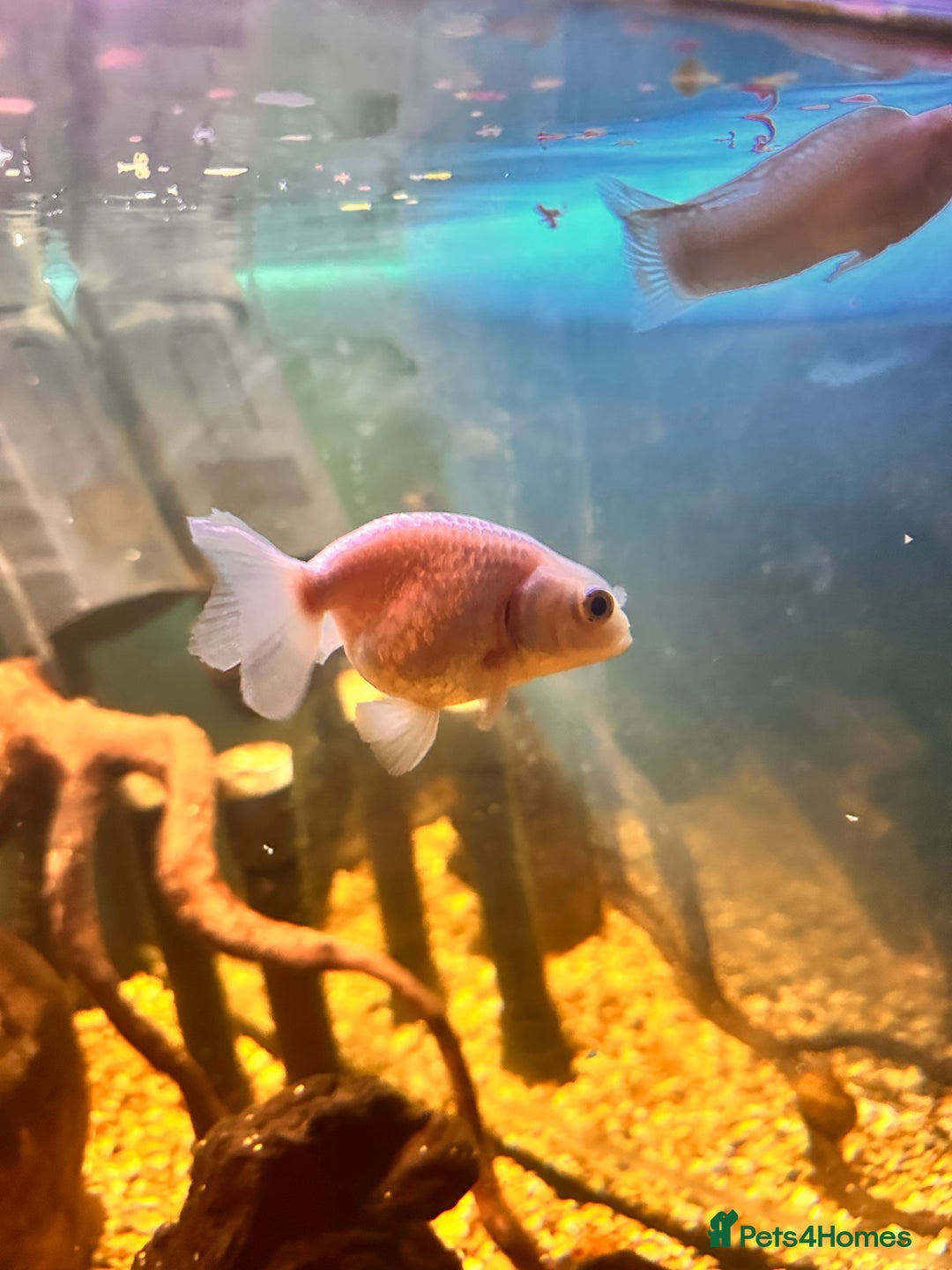 Goldfish fish for sale: Mix of Fish - Advert 4