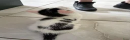 Mixed Breed cats for sale: Black and White Inkblot Male Kitten - Advert 4