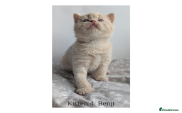 British Shorthair cats for sale: British Shorthair Kittens Lilac, Lilac Cream GCCF  - Image 9