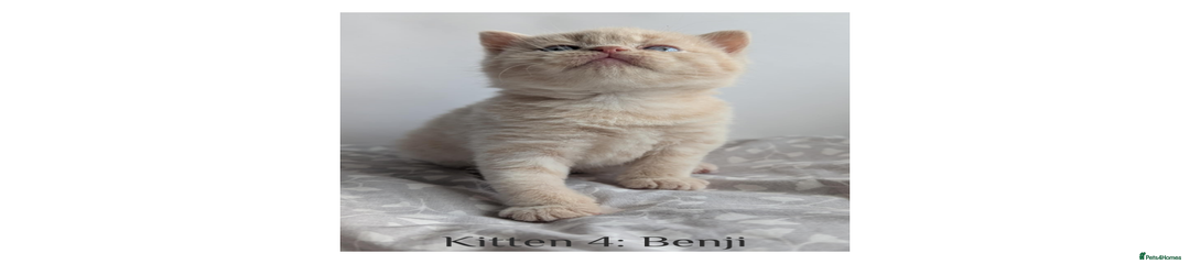 Benji - reserved