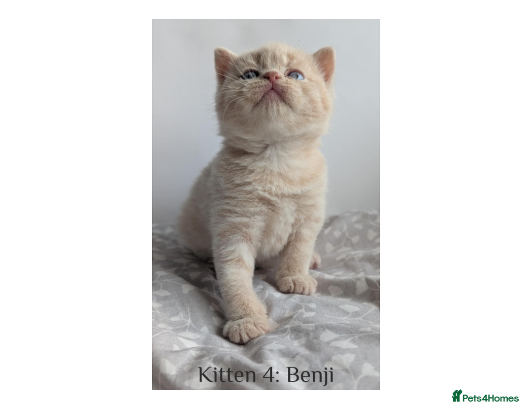 British Shorthair cats for sale: British Shorthair Kittens Lilac, Lilac Cream GCCF  - Image 9