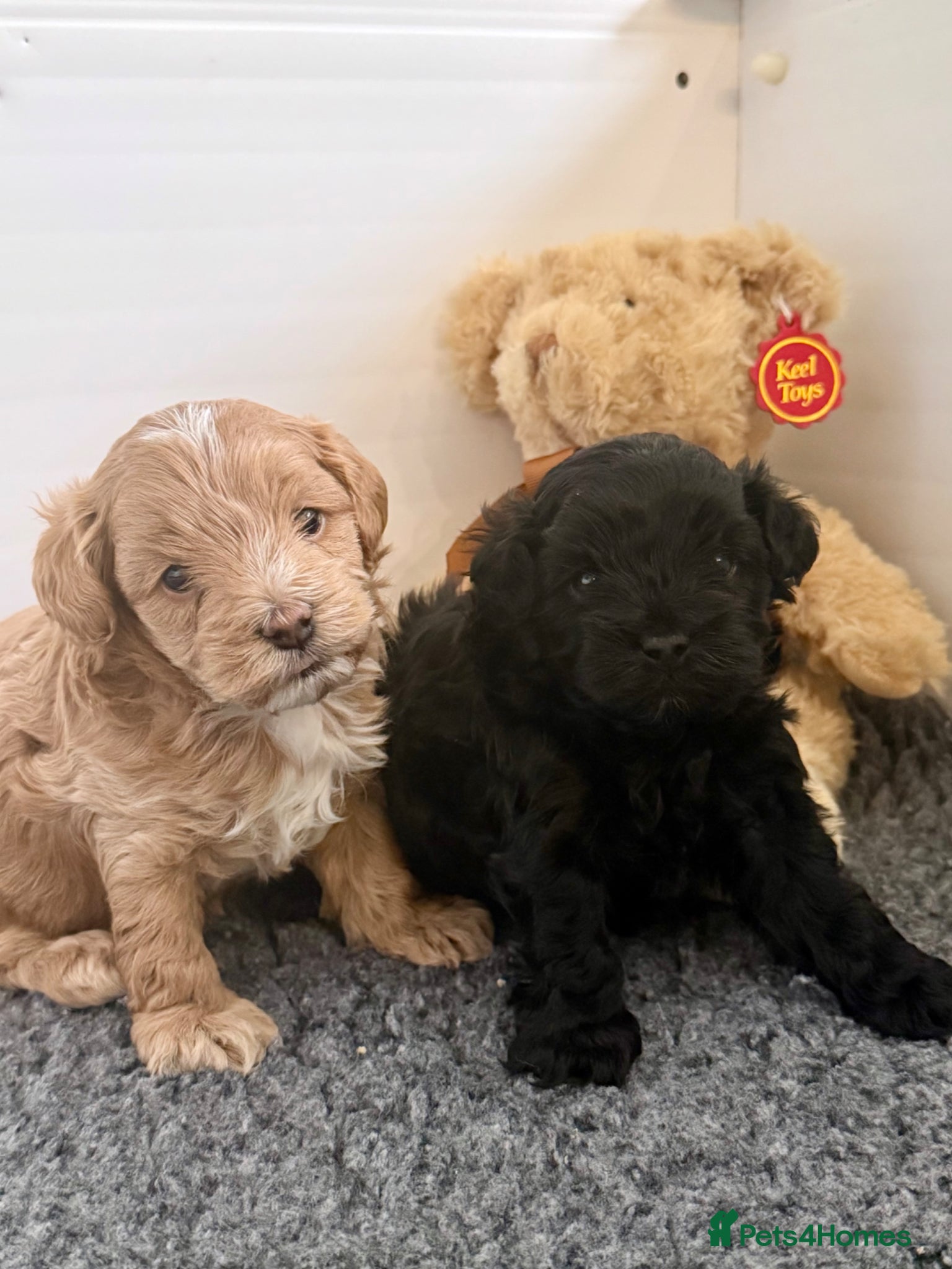 Maltipoo dogs 2 Beautiful F1 Maltipoo Puppies  - Advert 1