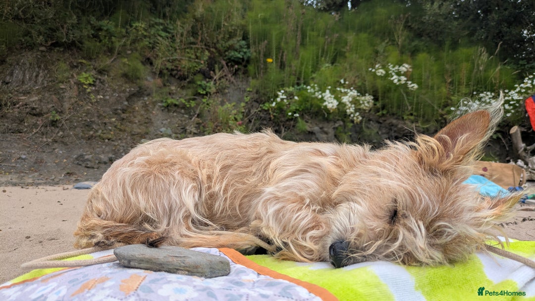 Jack Russell dogs for sale: Rough haired jack russel  - Advert 8