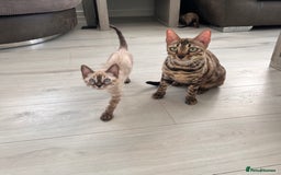 Bengal cats for sale: Stunning full pedigree bengal kittens  - Image 32