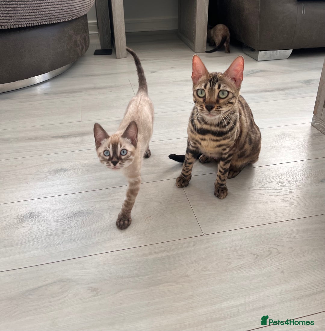 Bengal cats for sale: Stunning full pedigree bengal kittens  - Image 32