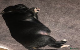 Mixed Breed dogs for sale: Keeshond/retriever cross Collie Pups - Image 7