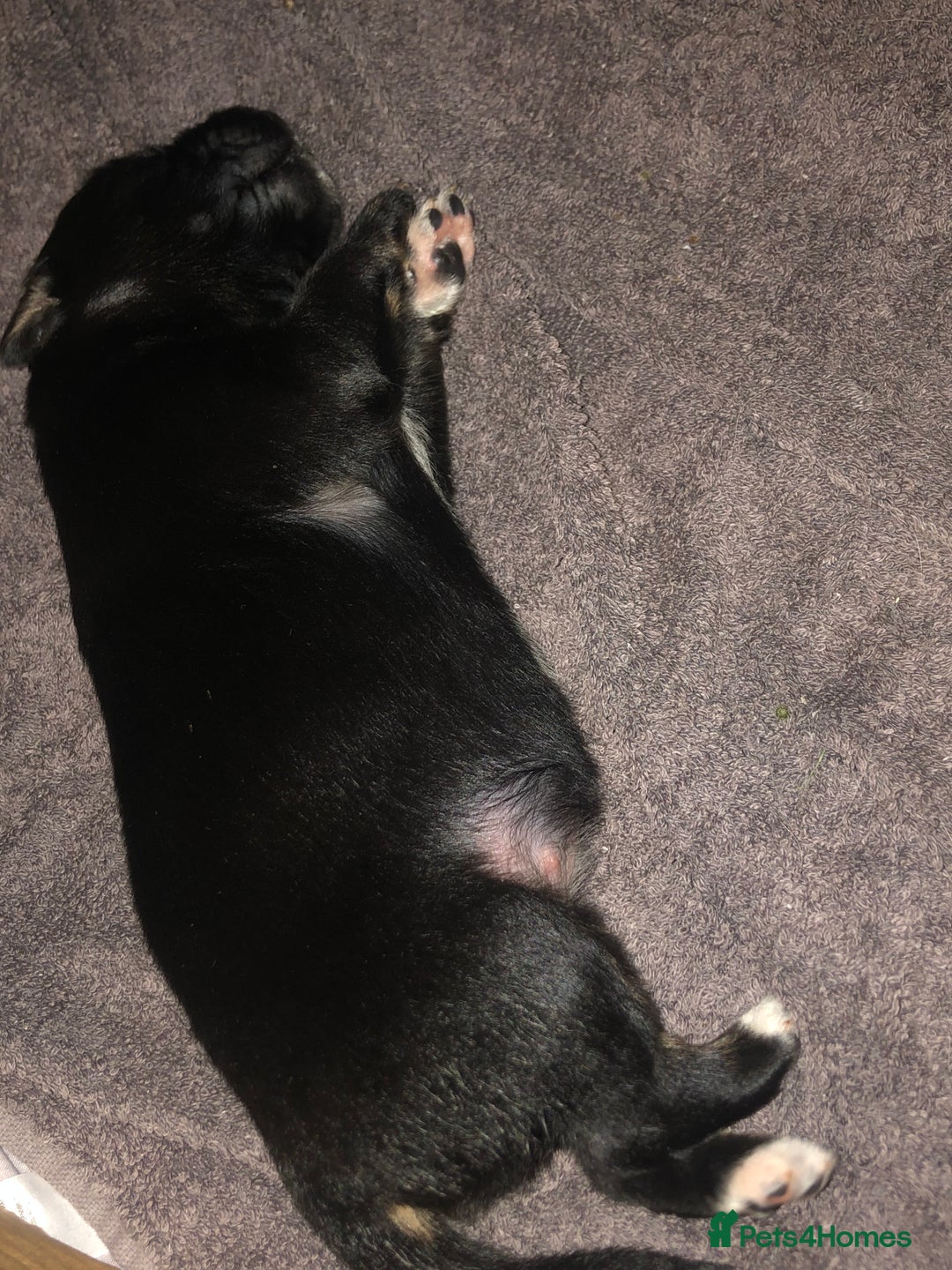 Mixed Breed dogs for sale: Keeshond/retriever cross Collie Pups - Image 7