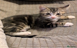 Domestic Shorthair cats for sale: Beautiful domestic short hair kittens for sale  - Image 12