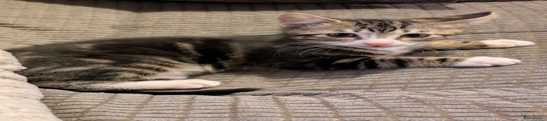 Domestic Shorthair Kitten 1