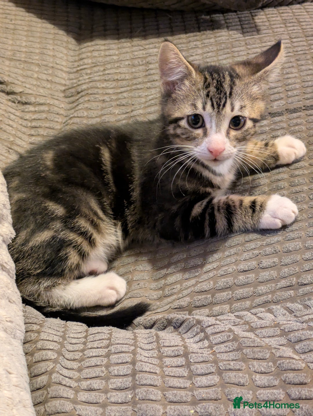 Domestic Shorthair cats for sale: Beautiful domestic short hair kittens for sale  - Image 12