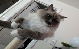 Ragdoll cats for sale: 14 week old Ragdoll Sad Re-home - Image 5