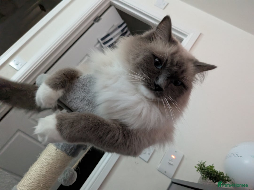 Ragdoll cats for sale: 14 week old Ragdoll Sad Re-home - Image 5