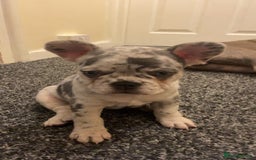 French Bulldog dogs for sale: Beautiful French Bulldog Puppies  - Image 8