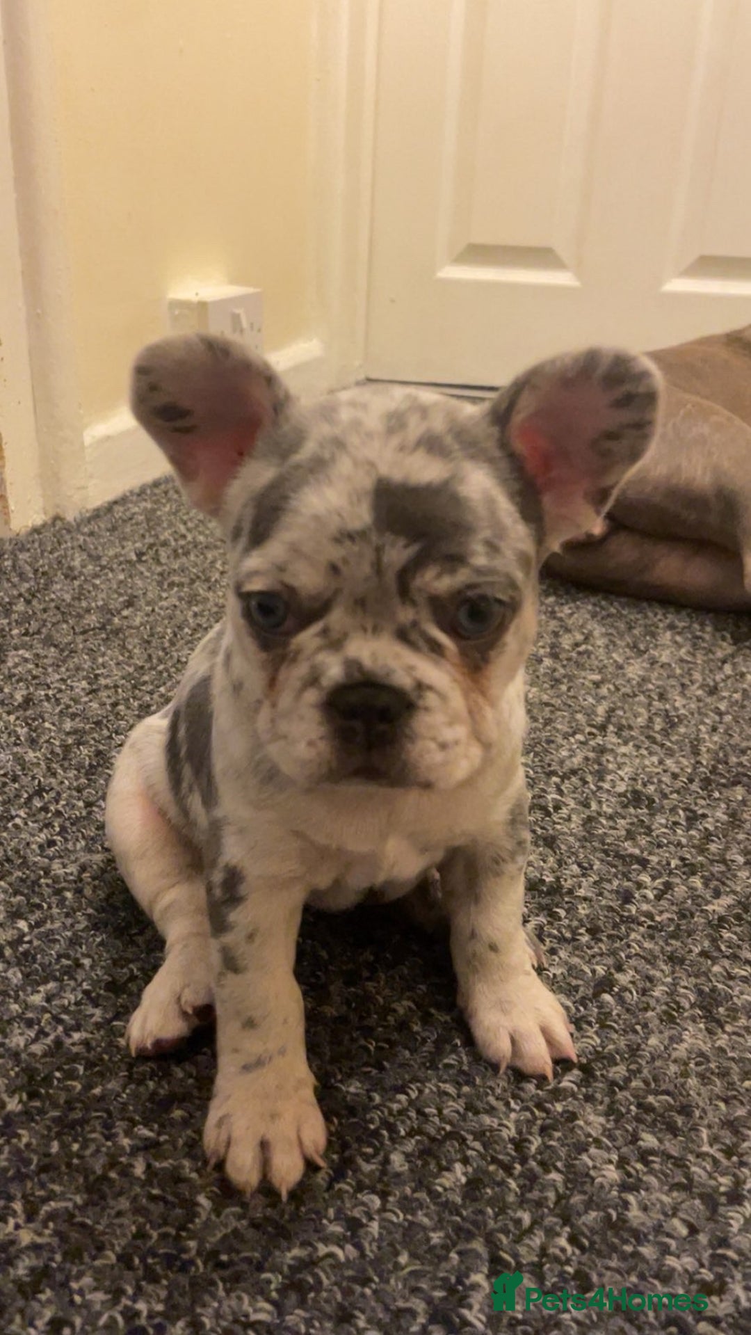 French Bulldog dogs for sale: Beautiful French Bulldog Puppies  - Image 8