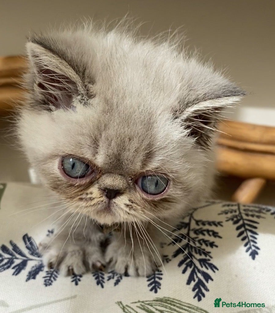Exotic cats GCCF Registered Colour Point Kittens £950 - Advert 3