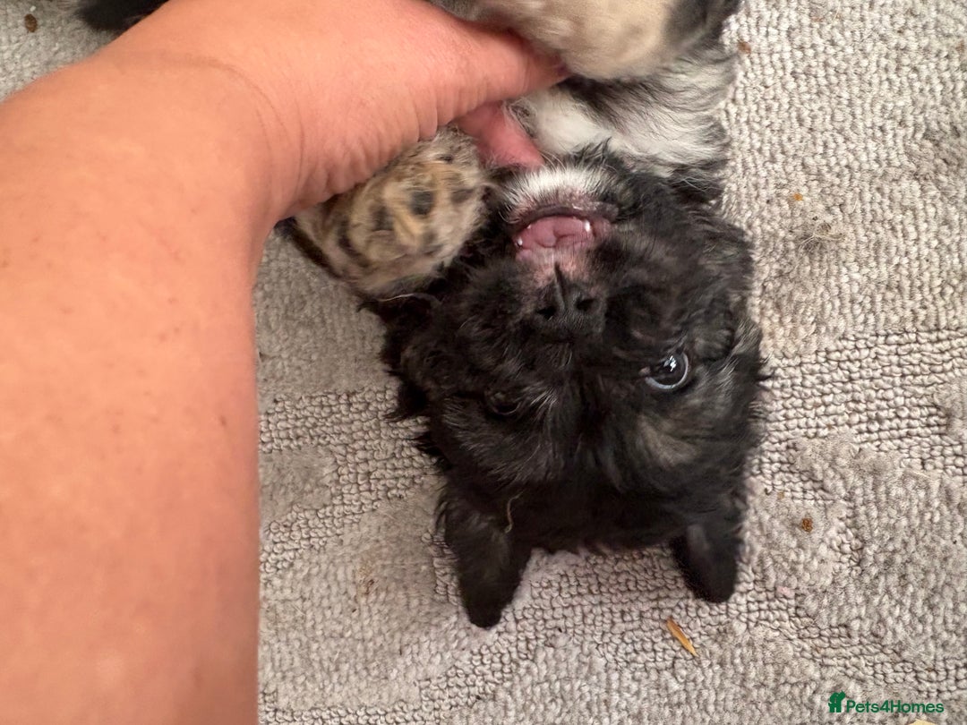 Mixed Breed dogs for sale: Beautiful Froodle pups dad pink carrier - Image 11