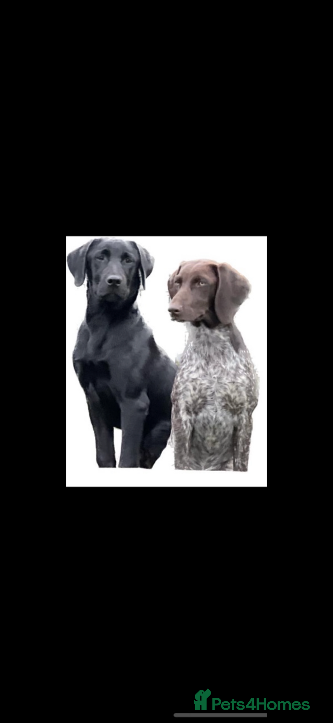 German Shorthaired Pointer dogs for sale: The perfect family dog!  - Advert 5