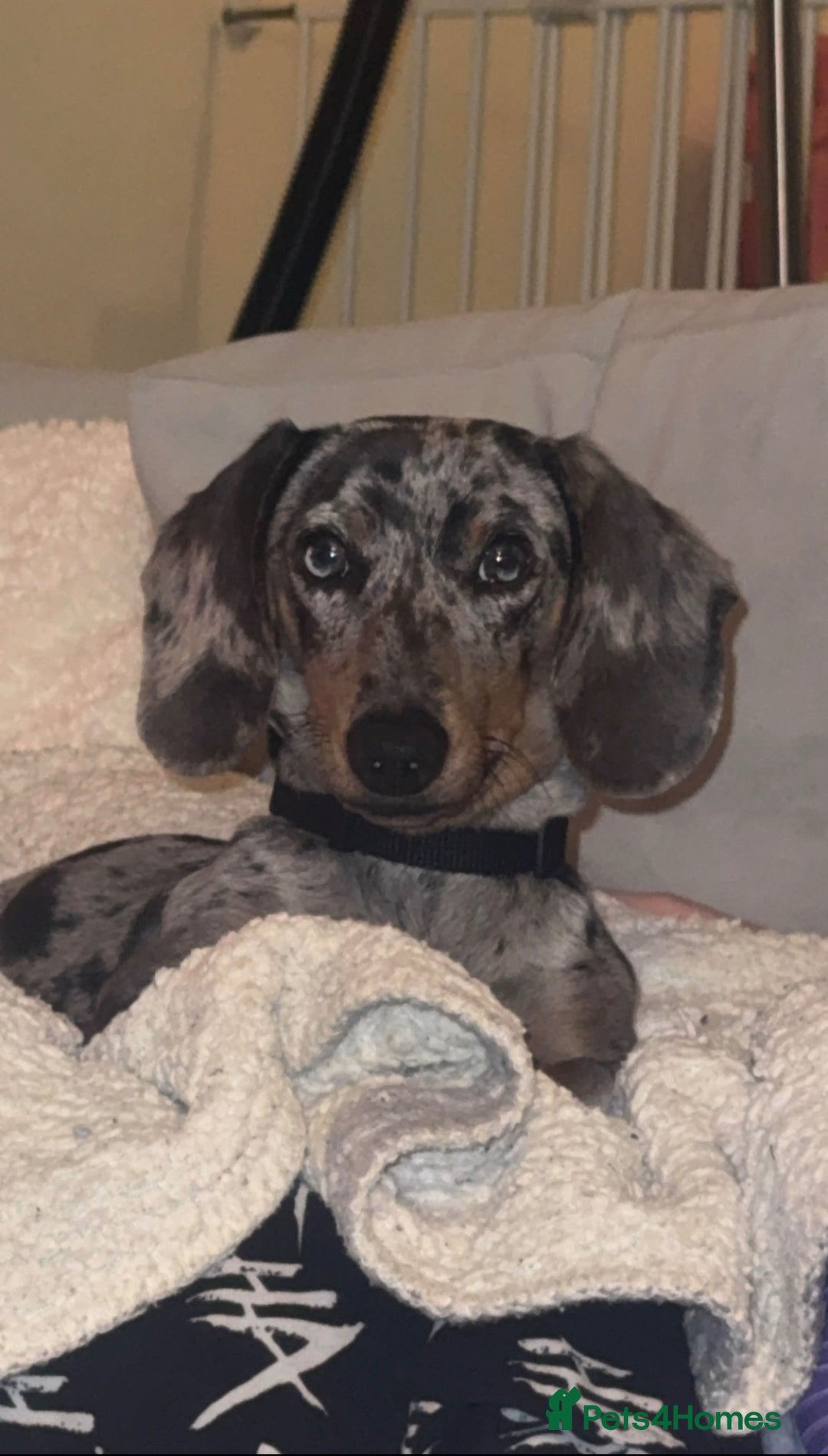 Dachshund dogs for sale: Reggie  - Advert 3