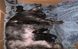 Mixed Breed cats for sale: Mainecoon Cross Kittens - Image 7
