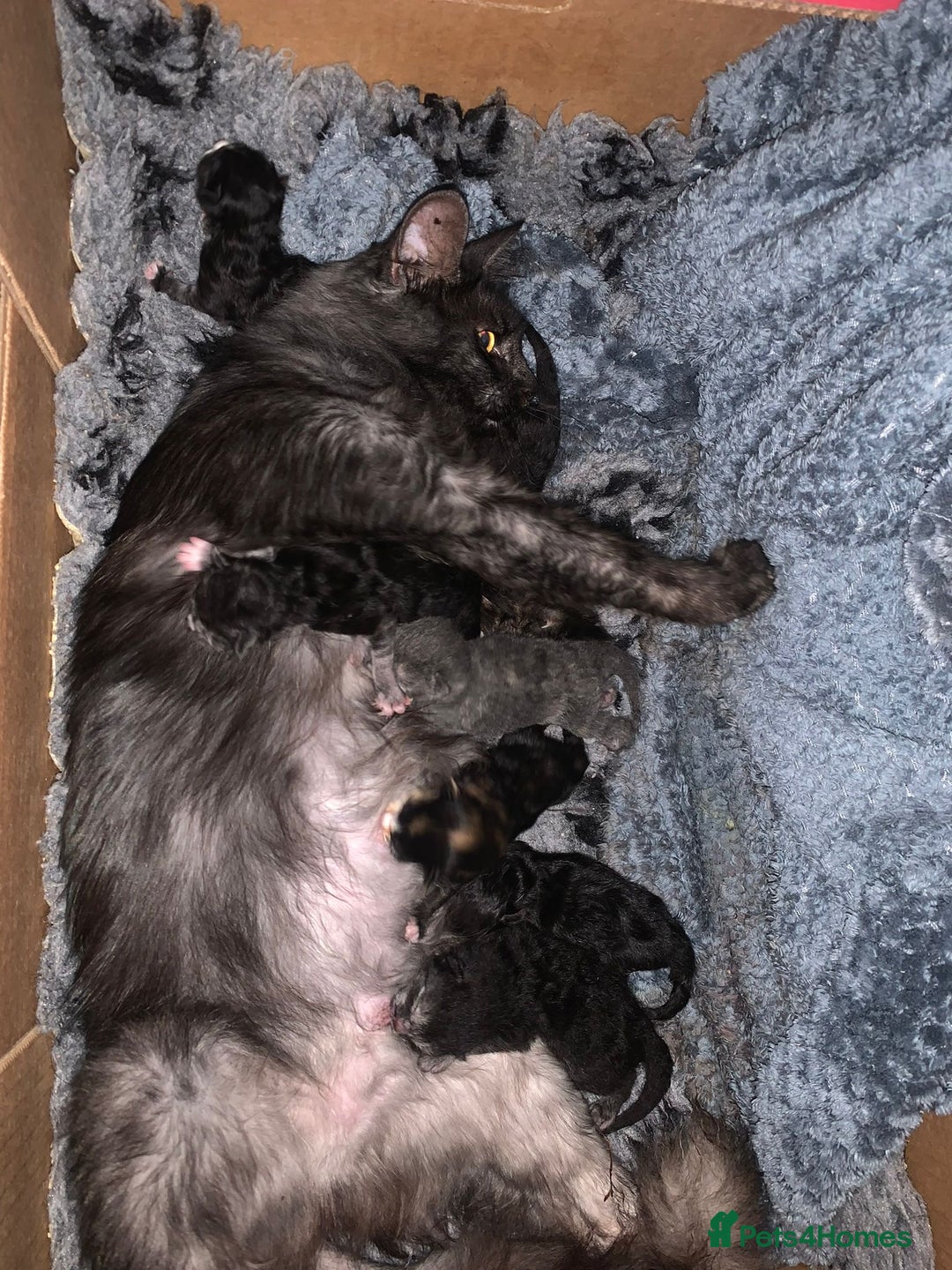 Mixed Breed cats for sale: Mainecoon Cross Kittens - Image 7