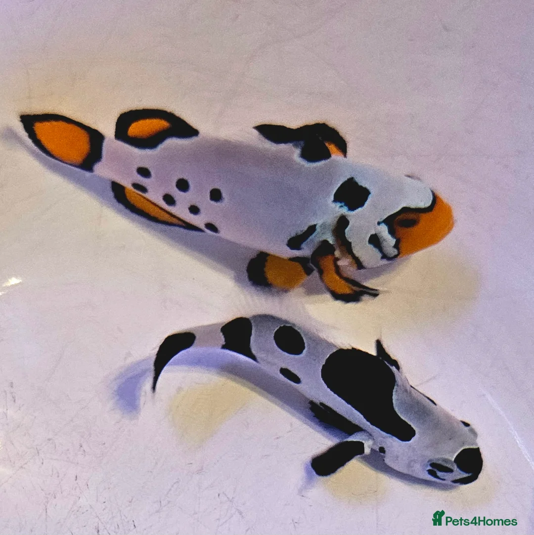 Other/Mixed Breed fish for sale: Designer Clownfish Pair (Frostbite & Black Storm) - Advert 3