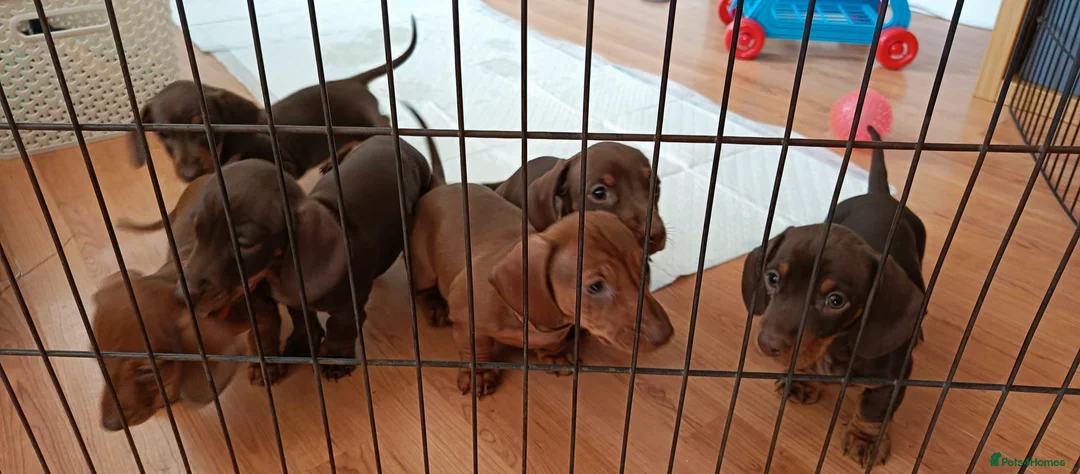 Miniature Dachshund dogs for stud: FOR STUD PROVEN KCreg Choc & tan mini Dachshund in Sunderland - Advert 25