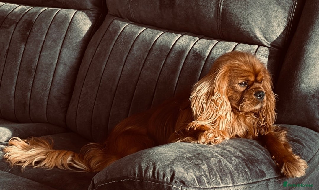 Cavalier King Charles Spaniel dogs for stud: Solid Ruby health tested cavalier King Charles  in Stoke-on-Trent - Advert 2