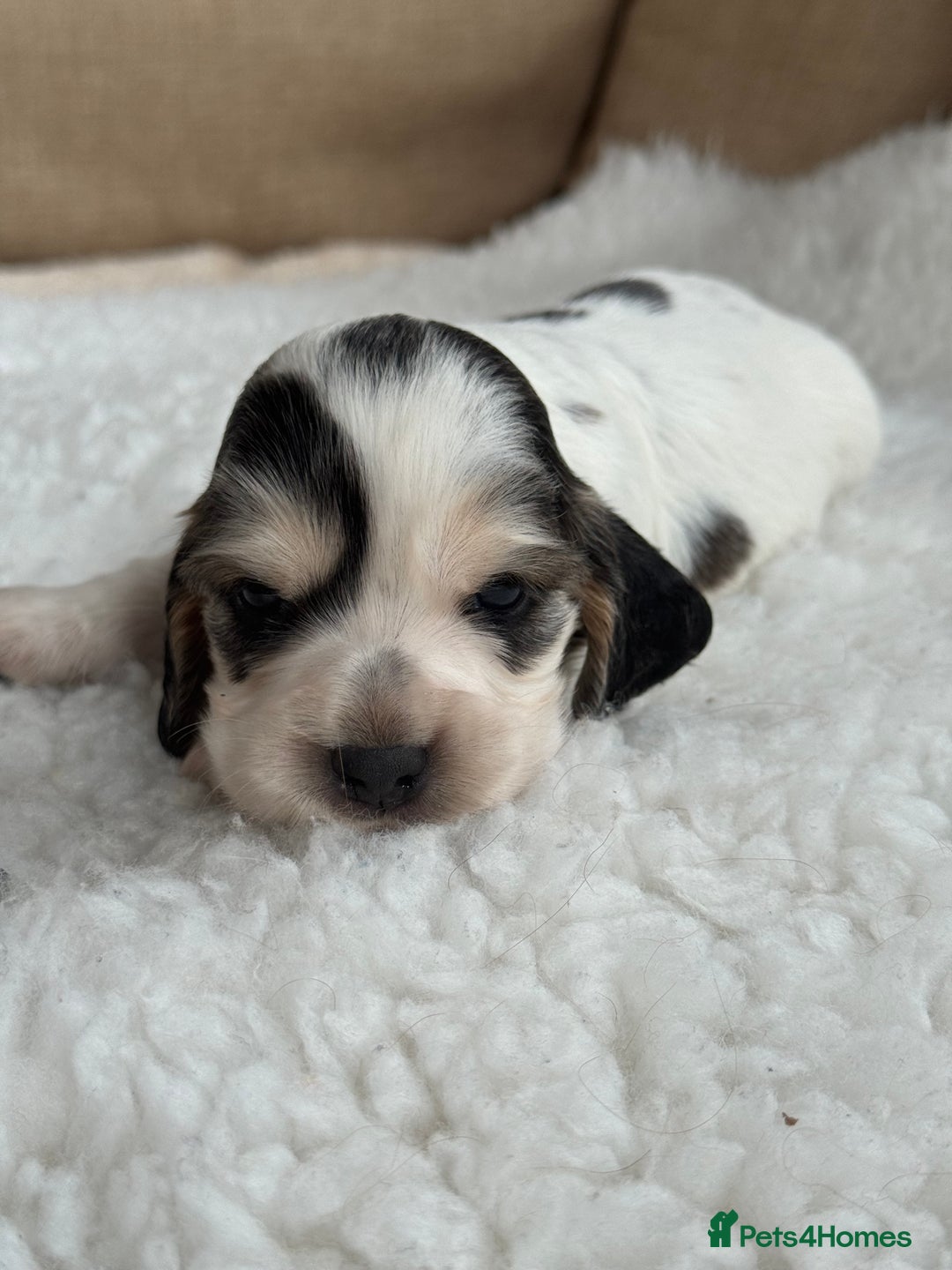 Cocker Spaniel dogs for sale: Health tested show cocker spaniels - Image 8