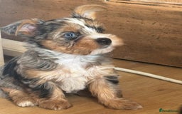 Yorkshire Terrier dogs for sale: Chocolate Merle yorkshire terrier  - Image 8