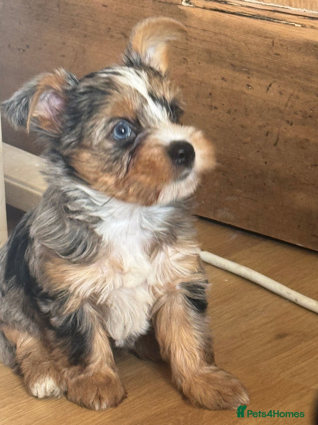 Yorkshire Terrier dogs for sale: Chocolate Merle yorkshire terrier  - Image 8