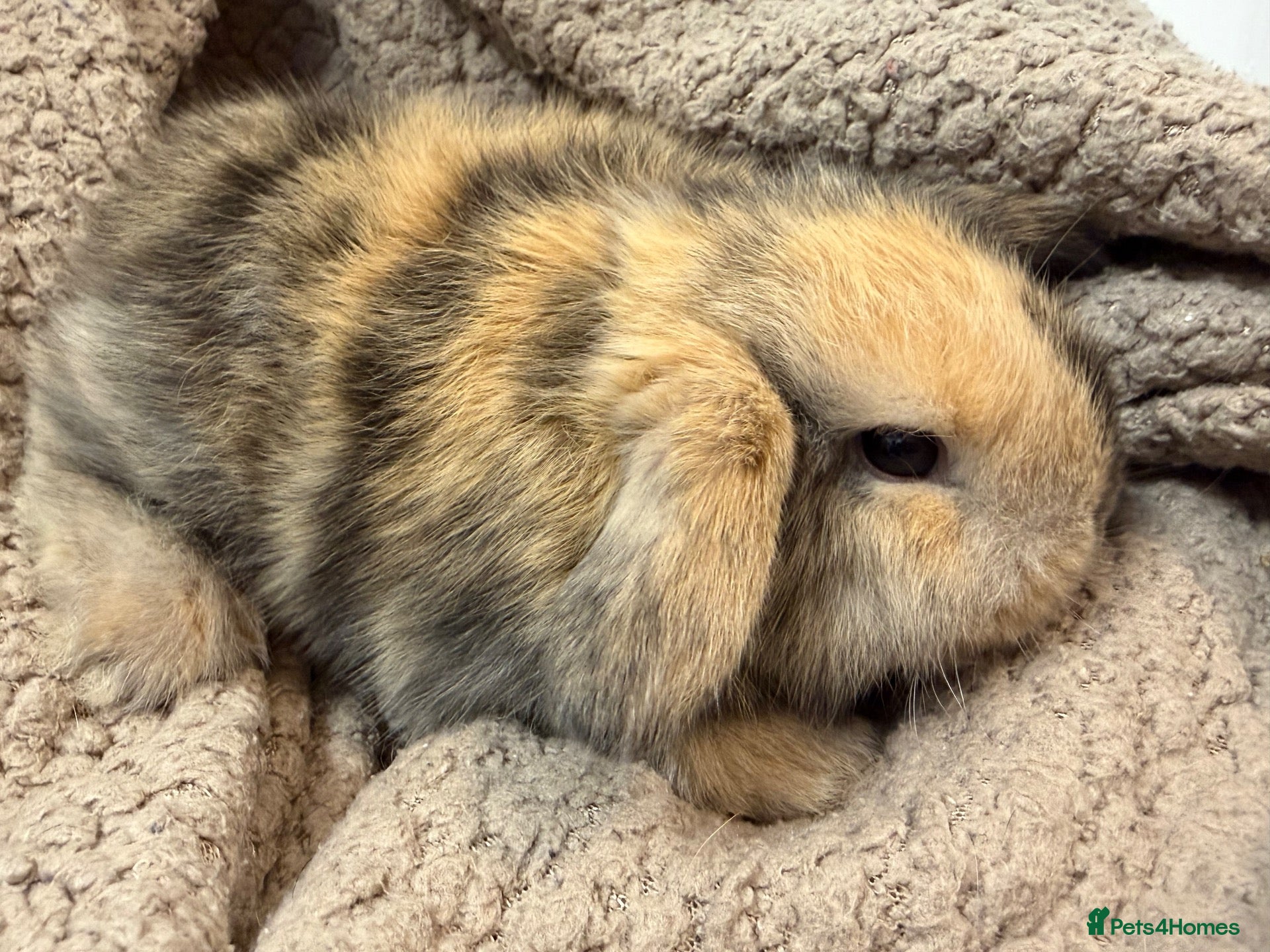 Mini Lop rabbits MINI LOPS READY NOW  - Advert 1