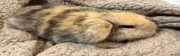 Mini Lop rabbits for sale: MINI LOPS READY NOW  - Advert 1