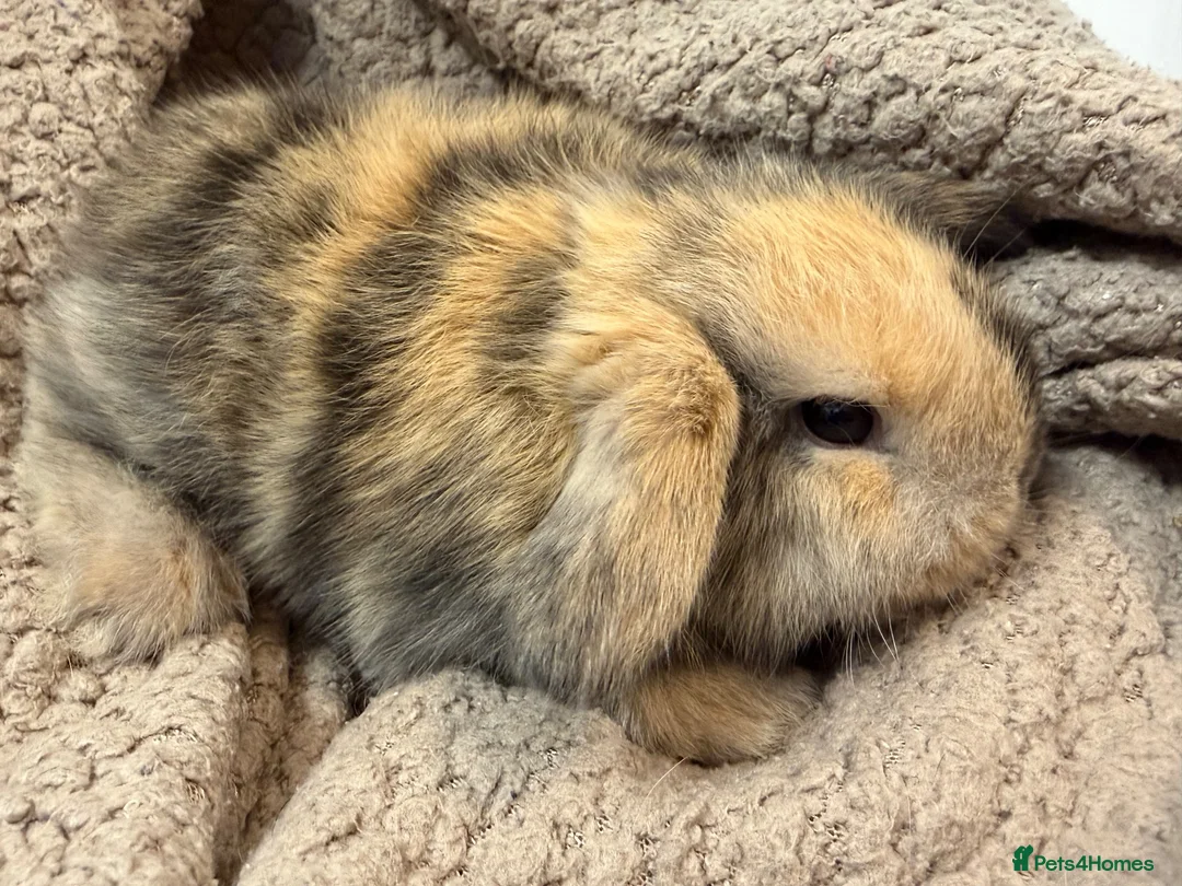 Mini Lop rabbits for sale: MINI LOPS READY NOW  - Advert 1