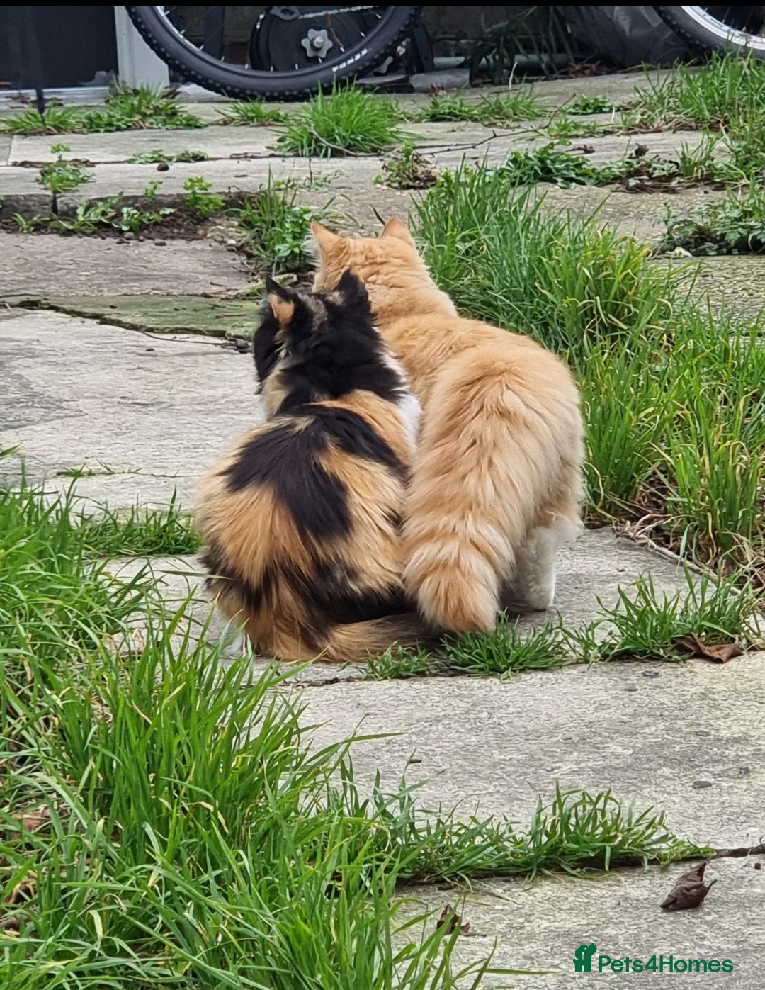 Mixed Breed cats for sale: Persian kittens  - Advert 12