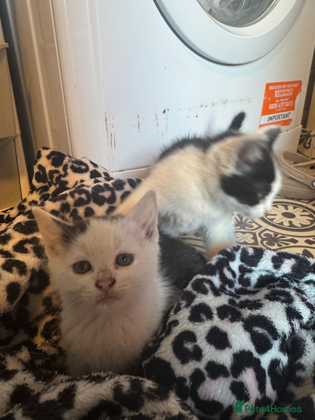 Mixed Breed cats for sale: Two beautiful fluffy girls kittens  - Image 6