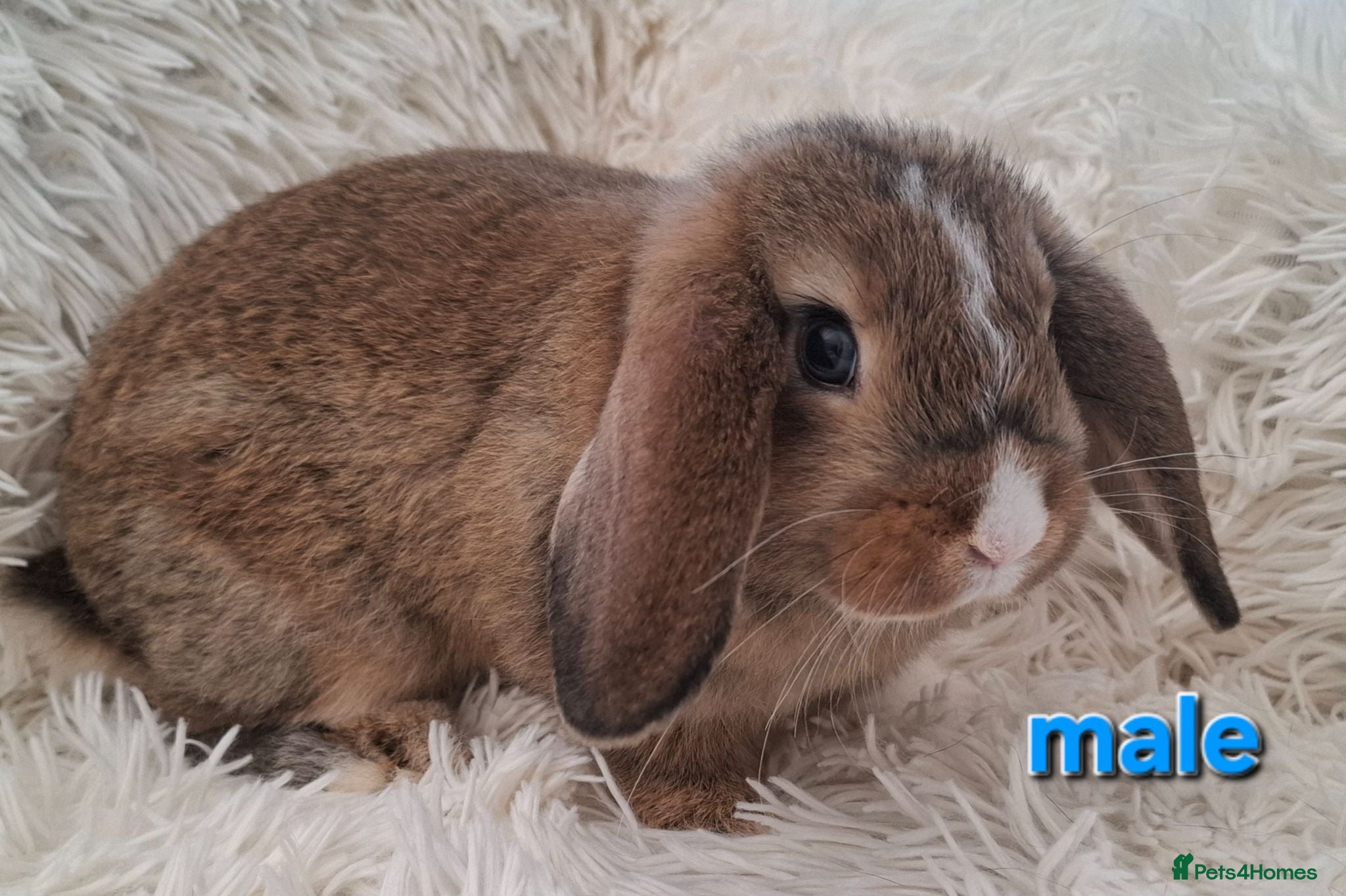 Mini Lop rabbits Baby Mini Lop Male Rabbit - Advert 19