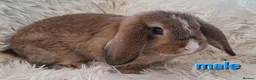 Mini Lop rabbits for sale: **Ready to leave now** Mini Lop babies - Advert 5