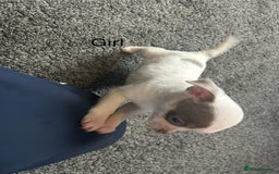 Chihuahua dogs for sale: Full pedigree Chihuahua puppies  - Image 26