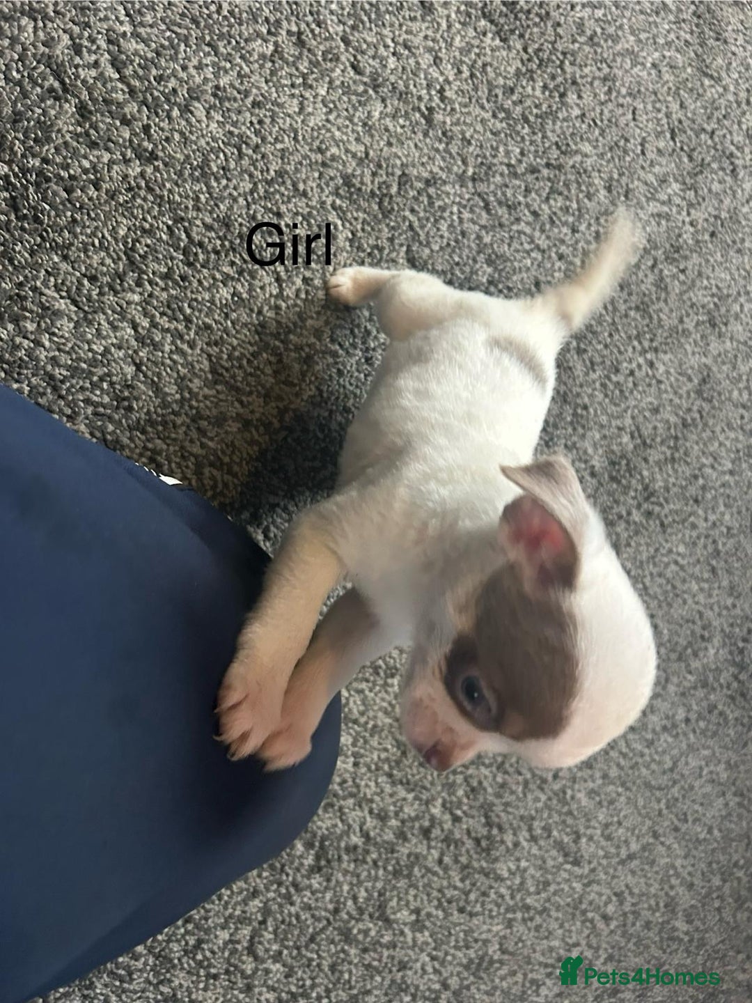 Chihuahua dogs for sale: Full pedigree Chihuahua puppies  - Image 26